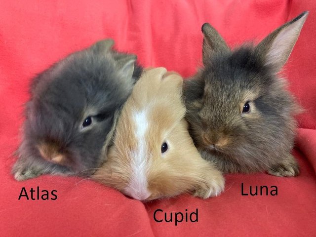 3 Teddy Mix Babies For Adoption - Bunny Rabbit + Lionhead Rabbit