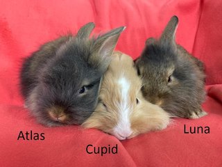 3 Teddy Mix Babies For Adoption - Bunny Rabbit + Lionhead Rabbit