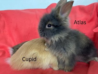 3 Teddy Mix Babies For Adoption - Bunny Rabbit + Lionhead Rabbit