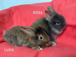 3 Teddy Mix Babies For Adoption - Bunny Rabbit + Lionhead Rabbit