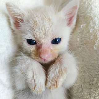 Jerry Whitefield - Domestic Medium Hair Cat