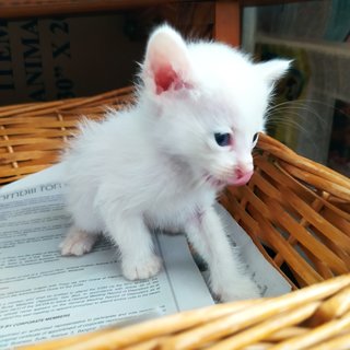 Jerry Whitefield - Domestic Medium Hair Cat