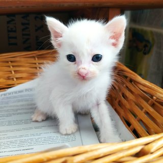 Jerry Whitefield - Domestic Medium Hair Cat