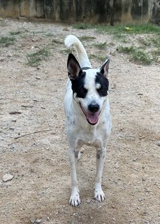 Johnson - Mixed Breed Dog