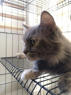 Muji - Maine Coon + Domestic Long Hair Cat