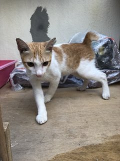 Peanut - Domestic Short Hair + Tabby Cat