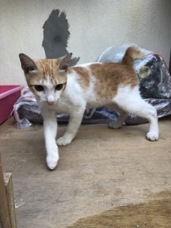 Peanut - Domestic Short Hair + Tabby Cat