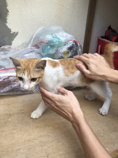 Peanut - Domestic Short Hair + Tabby Cat