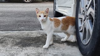 Peanut - Domestic Short Hair + Tabby Cat