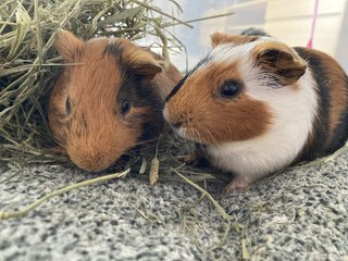 Hari &amp; Mooshika - Guinea Pig Small & Furry