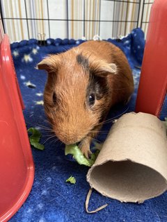 Hari &amp; Mooshika - Guinea Pig Small & Furry