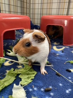 Hari &amp; Mooshika - Guinea Pig Small & Furry