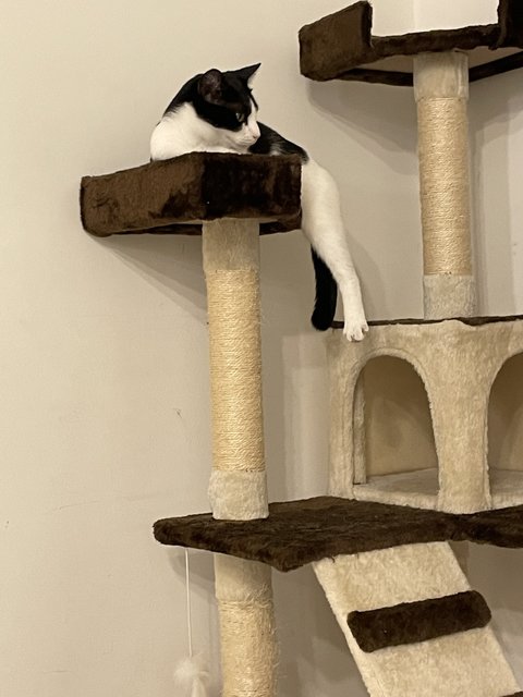 Jelly - Domestic Short Hair Cat