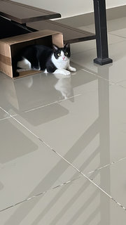 Jelly - Domestic Short Hair Cat