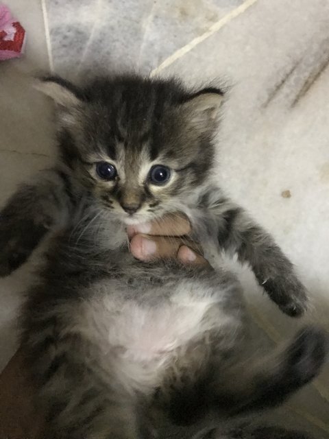 Fluffy, Bitsy, Jack - Bengal + Maine Coon Cat