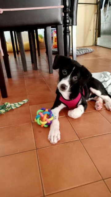 Lara - Mixed Breed Dog