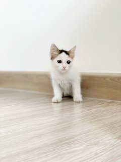 Floof - Domestic Medium Hair Cat