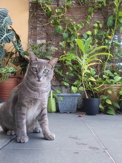 Molly - Domestic Short Hair Cat