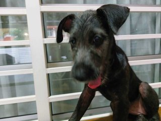 Dora - Mixed Breed Dog