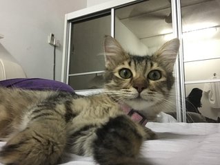 Penny - Bengal + Domestic Long Hair Cat