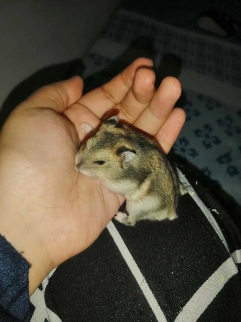 PF117754 - Short Dwarf Hamster Hamster