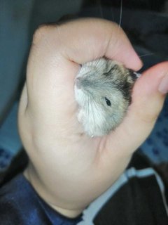 PF117754 - Short Dwarf Hamster Hamster