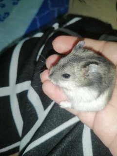 PF117755 - Short Dwarf Hamster Hamster