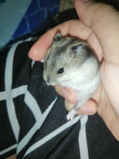 PF117755 - Short Dwarf Hamster Hamster