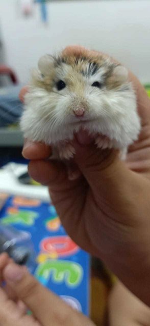 Jenny - Roborovsky's Hamster Hamster