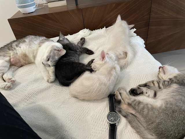 Ozzy, Rio, Snow And Ash - Domestic Short Hair + Domestic Medium Hair Cat