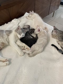 Ozzy, Rio, Snow And Ash - Domestic Short Hair + Domestic Medium Hair Cat