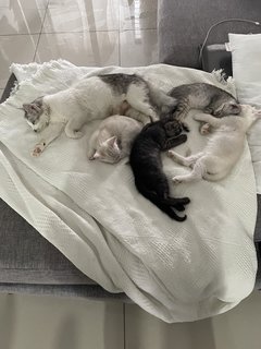 Ozzy, Rio, Snow And Ash - Domestic Short Hair + Domestic Medium Hair Cat