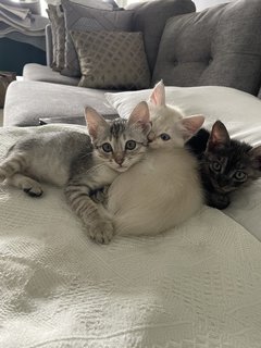 Ozzy, Rio, Snow And Ash - Domestic Short Hair + Domestic Medium Hair Cat