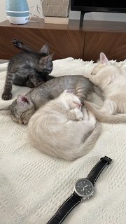 Ozzy, Rio, Snow And Ash - Domestic Short Hair + Domestic Medium Hair Cat