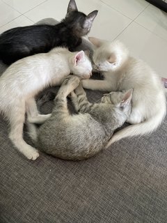 Ozzy, Rio, Snow And Ash - Domestic Short Hair + Domestic Medium Hair Cat