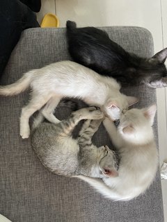 Ozzy, Rio, Snow And Ash - Domestic Short Hair + Domestic Medium Hair Cat