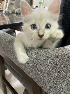 Ozzy, Rio, Snow And Ash - Domestic Short Hair + Domestic Medium Hair Cat