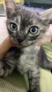 Ozzy, Rio, Snow And Ash - Domestic Short Hair + Domestic Medium Hair Cat