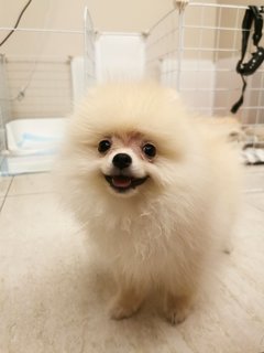 Mash - Pomeranian Dog