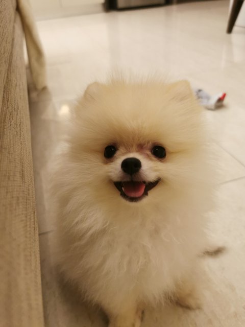 Mash - Pomeranian Dog