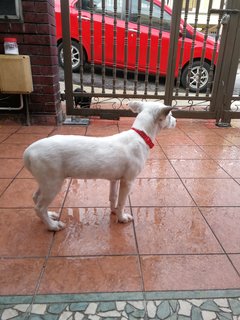 Ginnie - Dalmatian Mix Dog