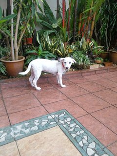 Ginnie - Dalmatian Mix Dog