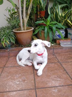 Ginnie - Dalmatian Mix Dog