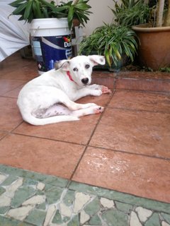 Ginnie - Dalmatian Mix Dog