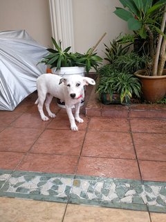 Ginnie - Dalmatian Mix Dog
