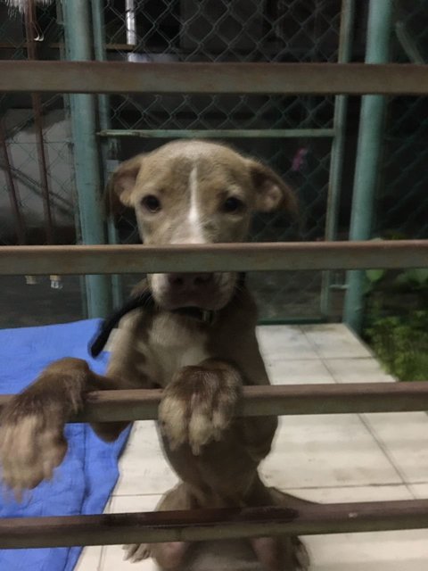 Weimaraner/ Bull Terrier Found  - Weimaraner Dog