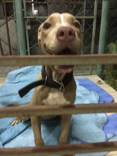 Weimaraner/ Bull Terrier Found  - Weimaraner Dog