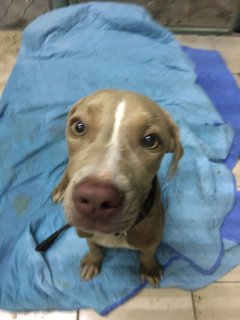 Weimaraner/ Bull Terrier Found  - Weimaraner Dog