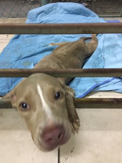 Weimaraner/ Bull Terrier Found  - Weimaraner Dog