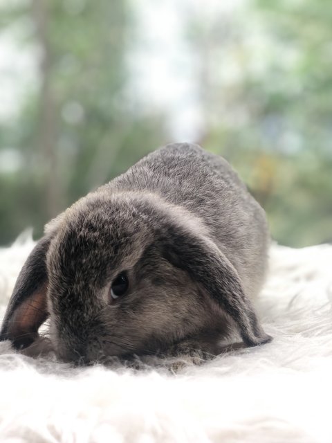 Daisy Peaches Cookies - Holland Lop Rabbit